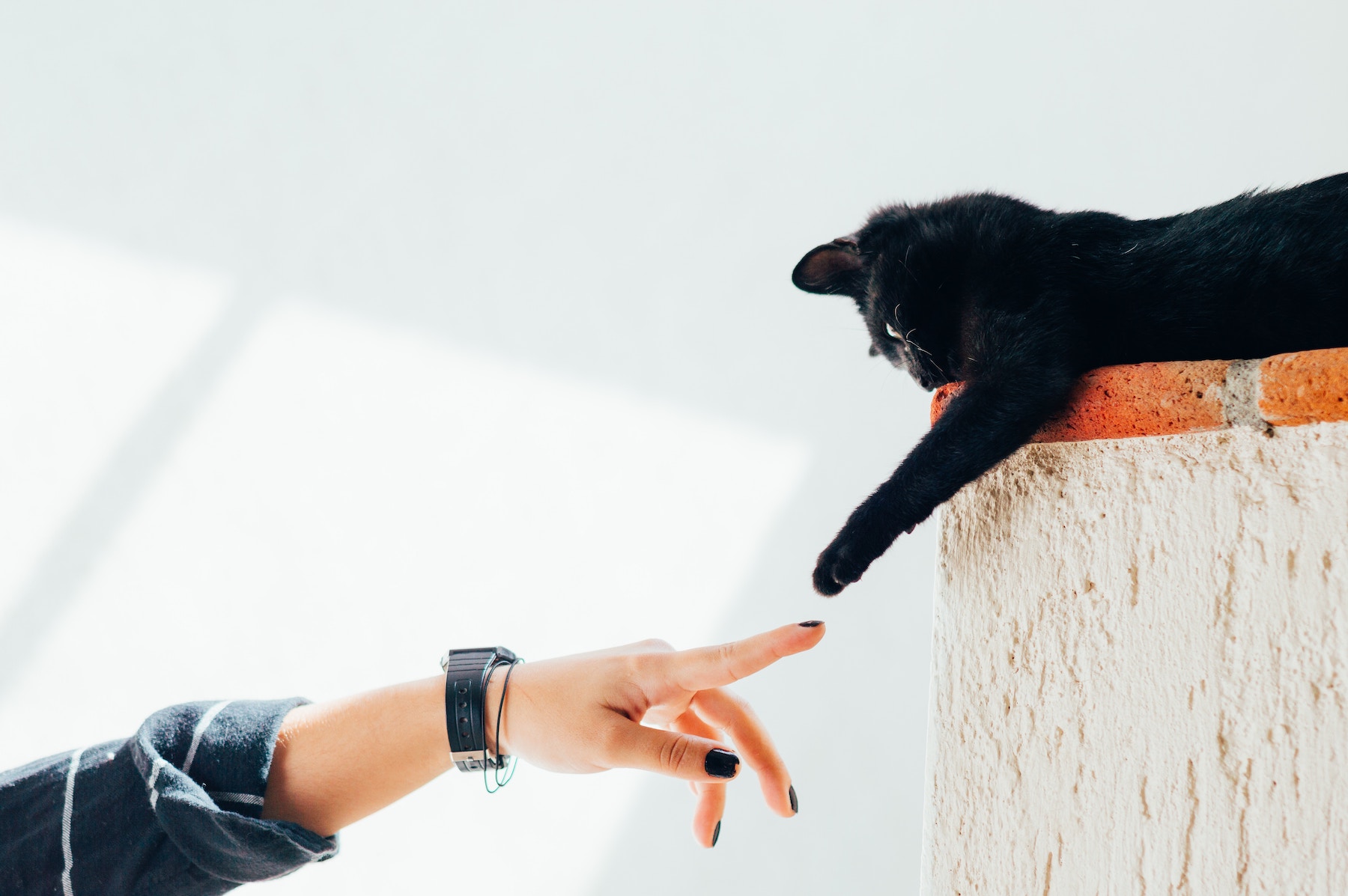 6 Tips For Raising An Affectionate Cat Knose Pet Care