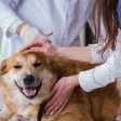 a dog getting a check up at the vet for ticks and fleas