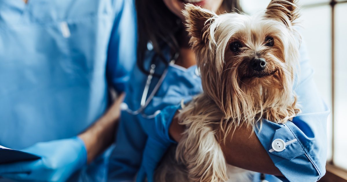 Doctor veterinarian at clinic with a dog