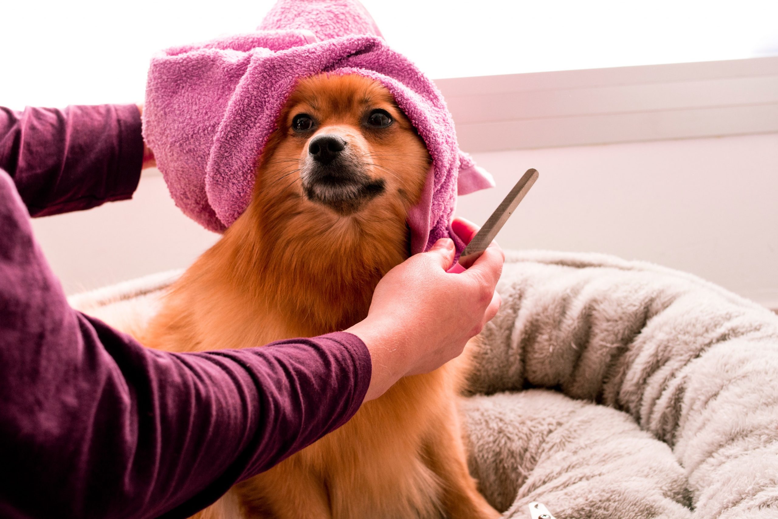 how do you know if your puppy has fleas