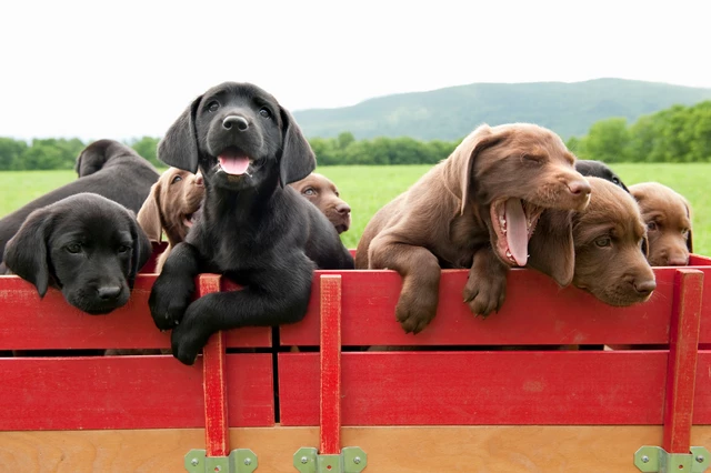 Black and brown labrador puppies peaking over a red fence