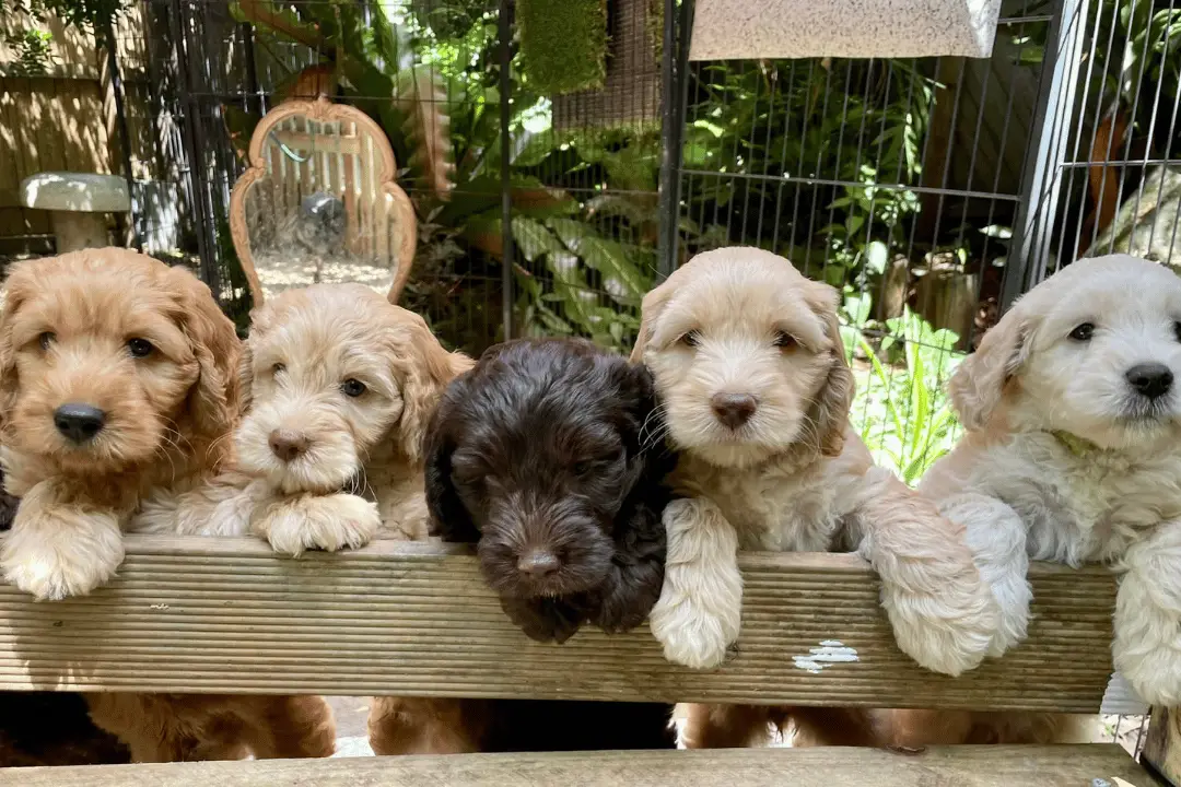 Labradoodle puppies - Knose breeder partner review